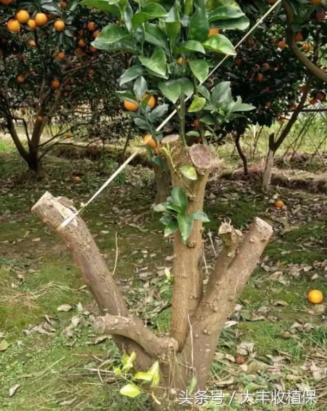 黄龙病无药可治!学会这三招,让黄龙病无处遁形