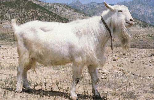 羊场如何扩大养殖,养羊快速扩群方法