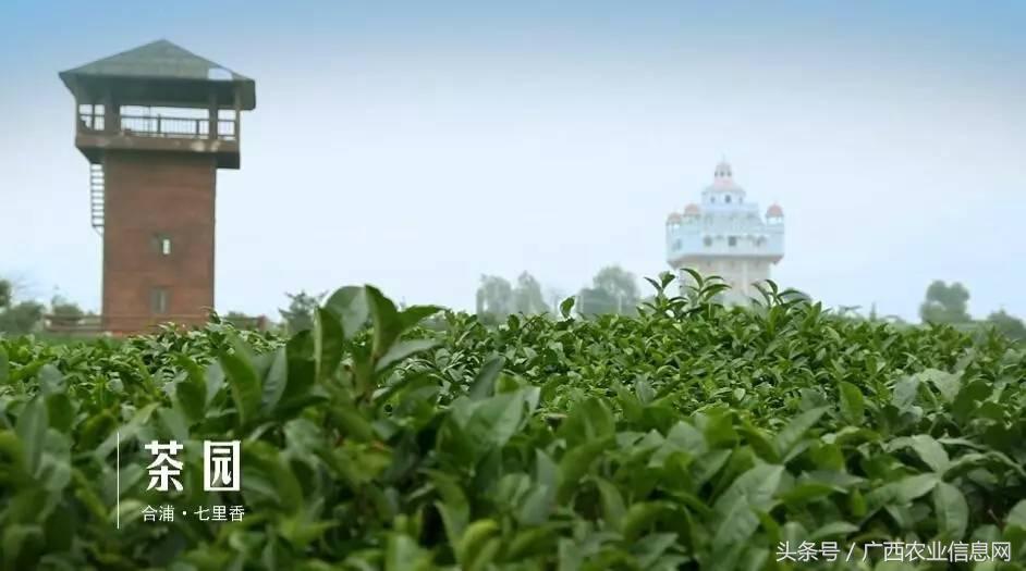 广西苏式园林,合浦周边园林