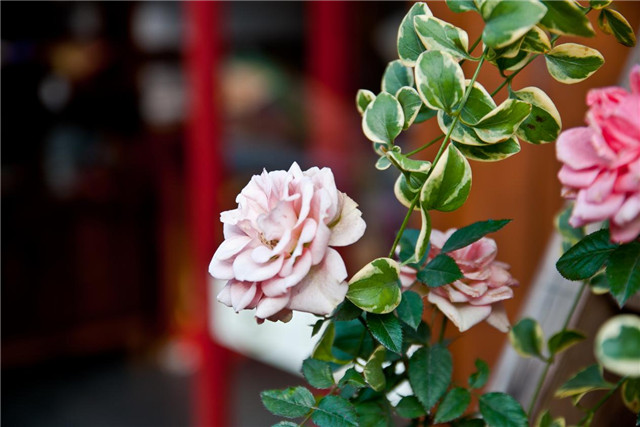 清风和煦，十里芳华，无锡灵山君来波罗蜜多酒店