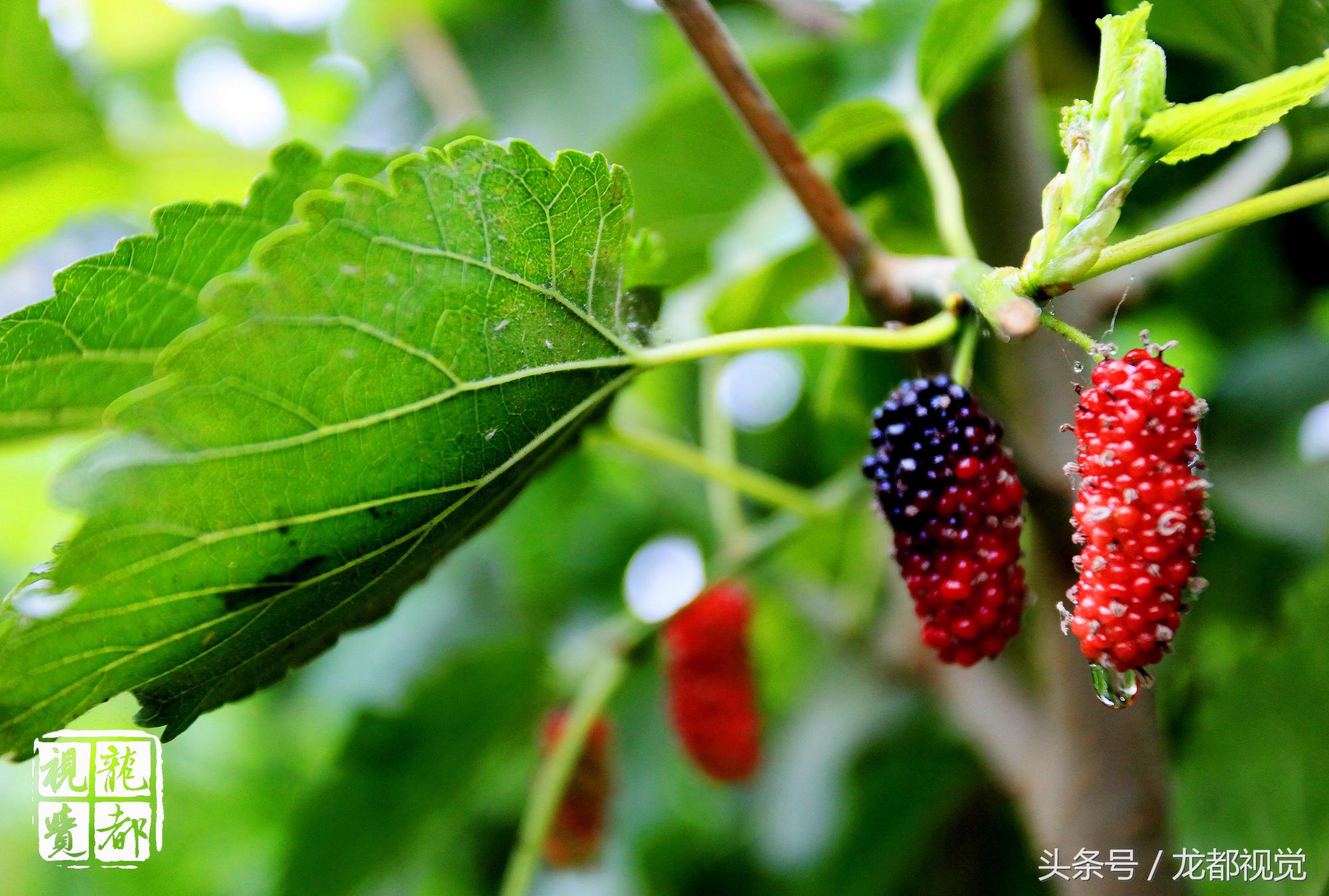 摆地摊卖桑葚,路边摆摊卖桑葚