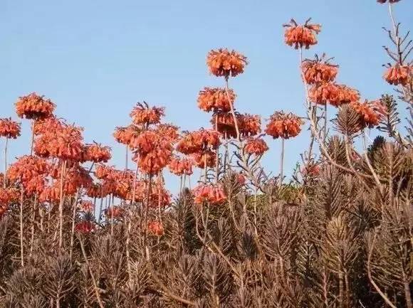 农村瓦房顶上常见多肉 (房顶上都是多肉视频)