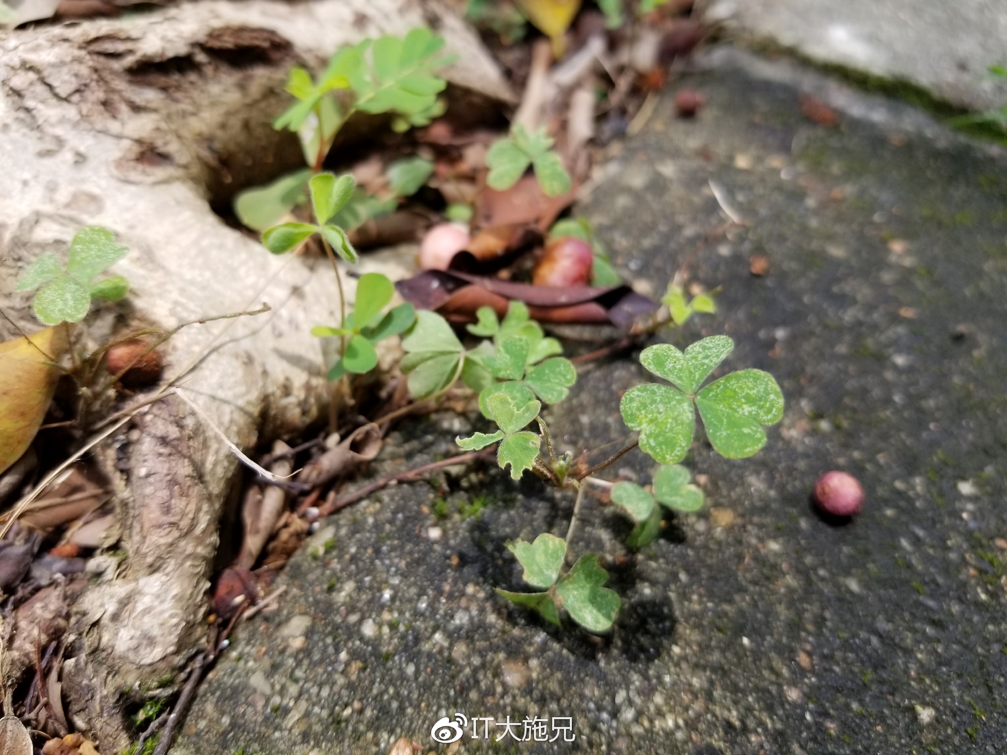 三星s8体验,三星s8轻奢版屏幕测试