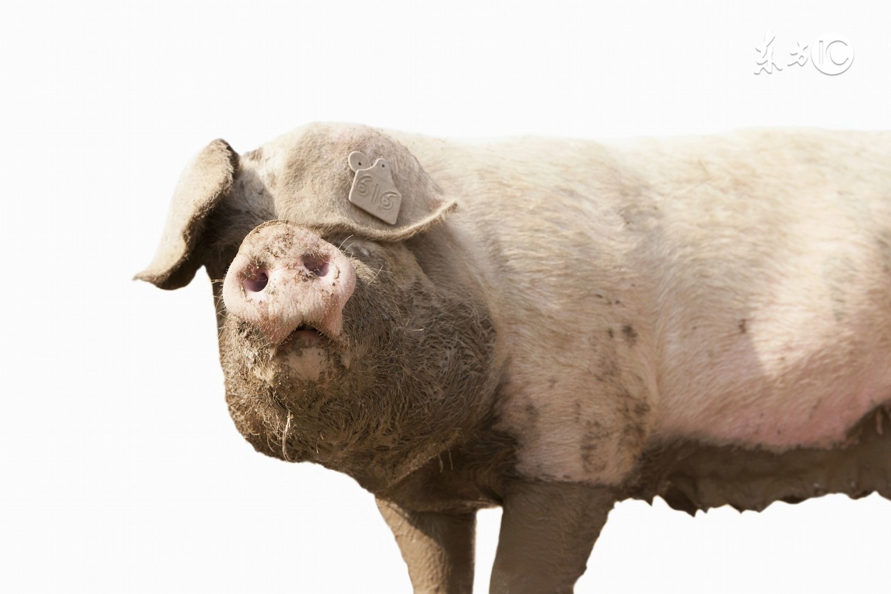 仔猪红痢发病图片,仔猪胀肚拉稀怎么治疗