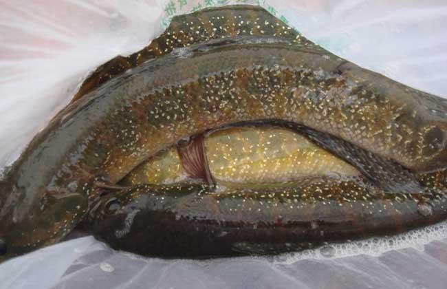 被誉为“保健珍品”的七星鱼，在农村能否养殖致富