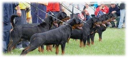 藏獒5000万世界上最贵的宠物吗,为什么世界第一贵狗不是藏獒