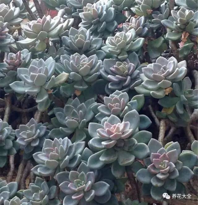 农村瓦房顶上常见多肉 (房顶上都是多肉视频)