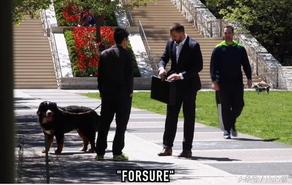 路人测试：10万美金买你的狗！他说“好啊！”你会怎么选择？