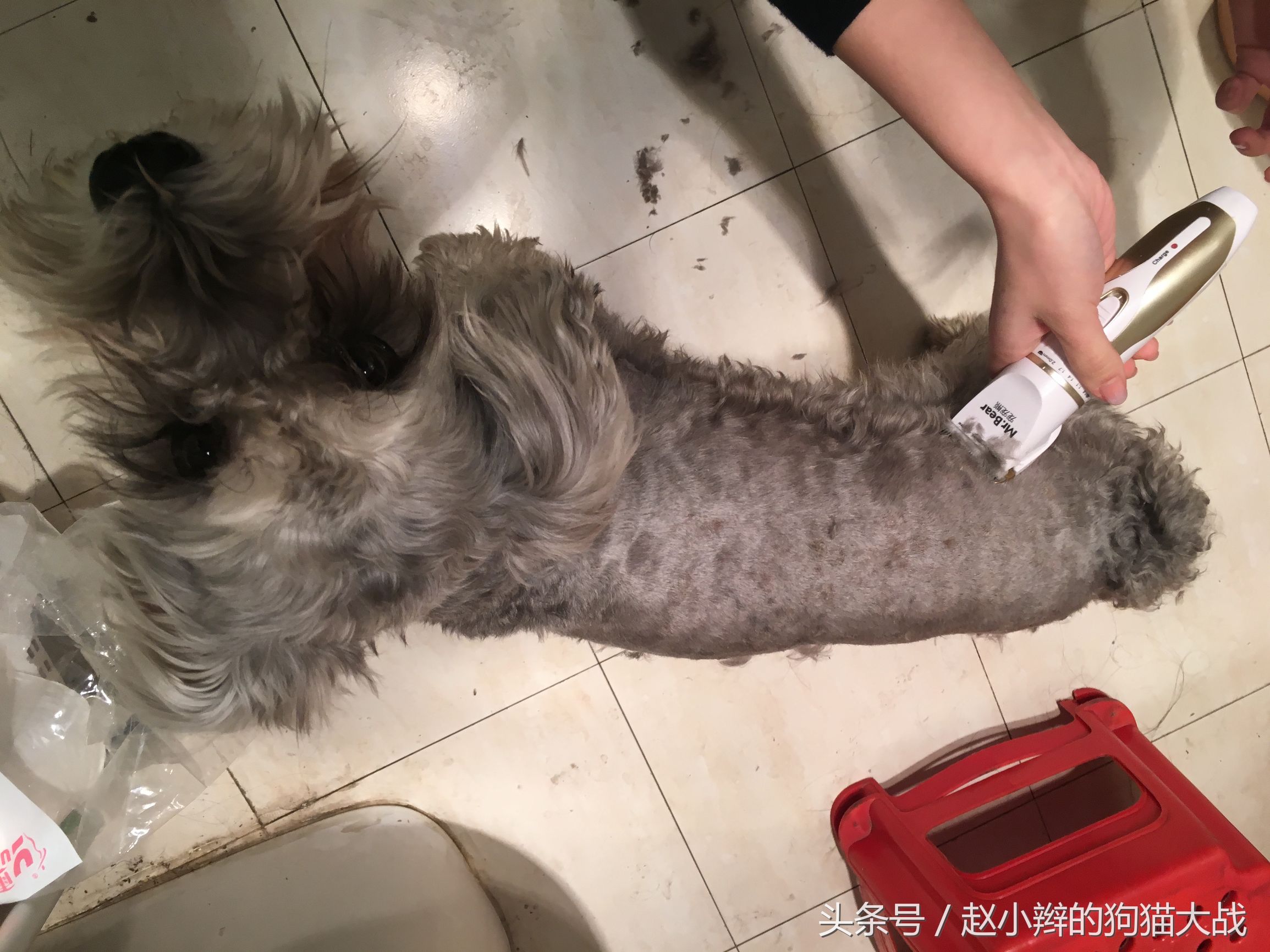 临夏狗剪毛,临夏宠物修毛