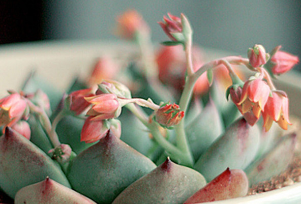 摩羯座和射手座不冷不热,摩羯座对你语气不耐烦