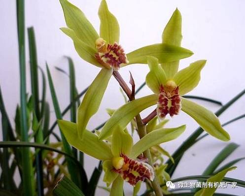 广东适合种植什么品种兰花,什么品种兰花适合室内种植