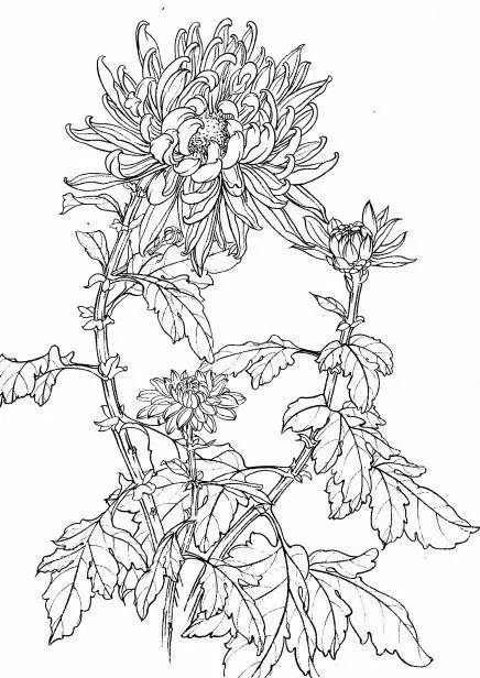 菊花白描工笔画图片大全,国画菊花鸟类白描教学视频