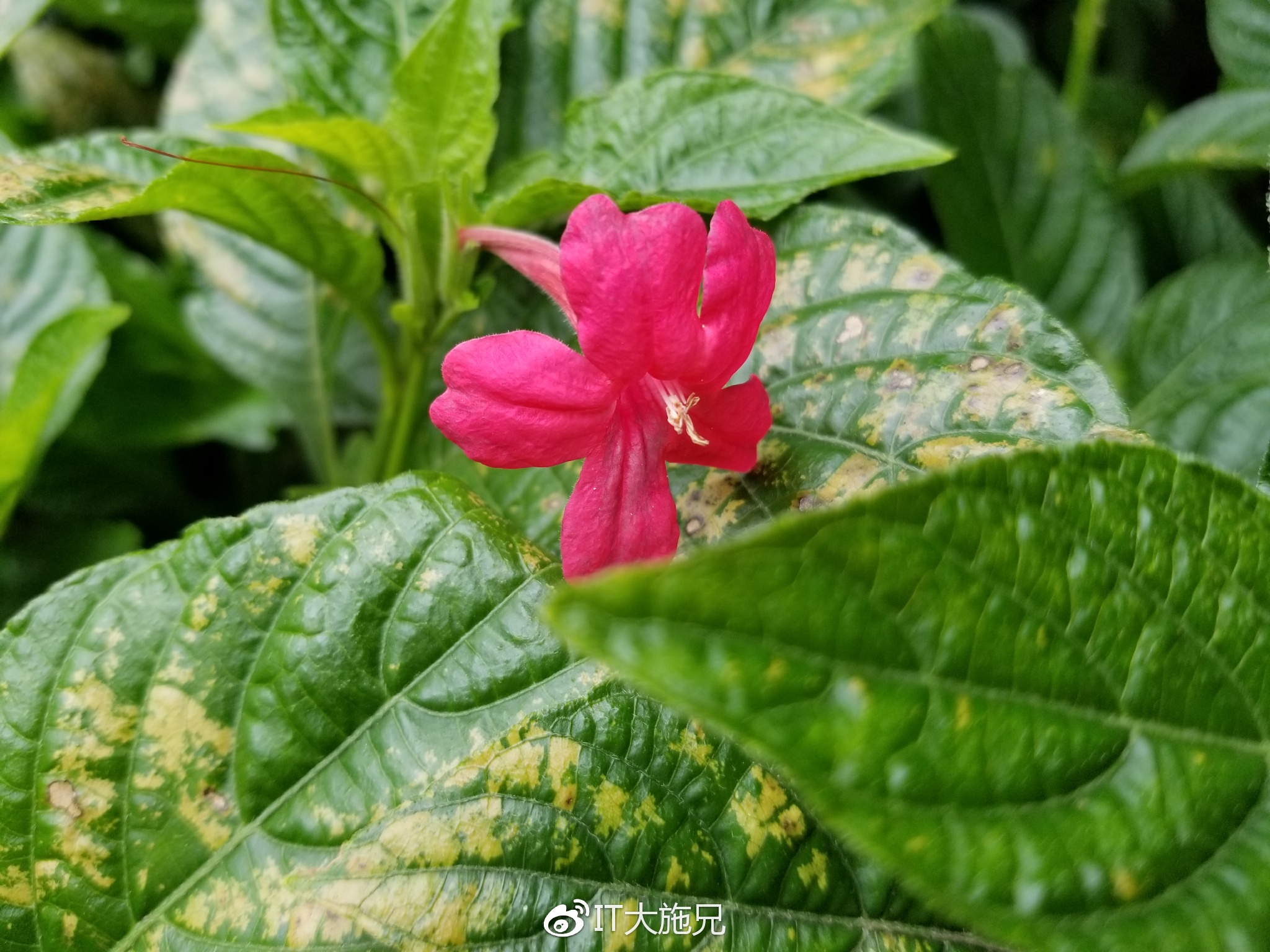 三星s8体验,三星s8轻奢版屏幕测试