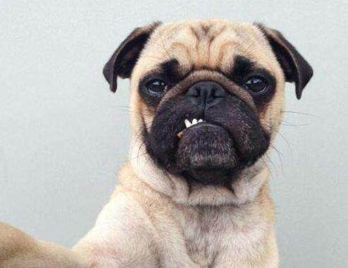 13种常见的宠物狗品种,狗狗价格表又便宜又好养