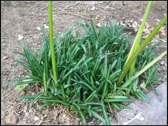 彼岸花是曼陀罗花吗,彼岸花是花中的什么