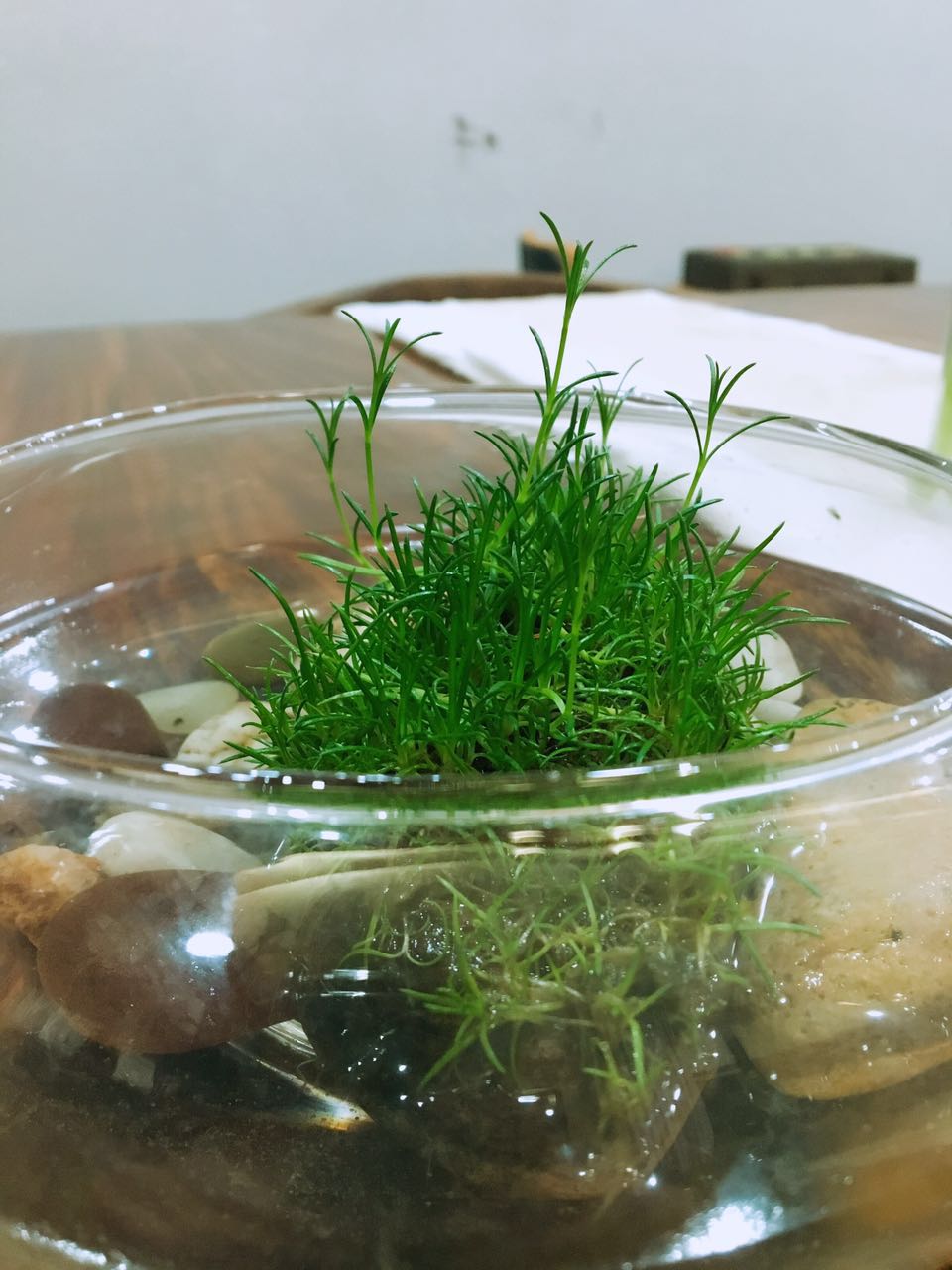 返璞归真原唱歌曲,返璞归真原唱完整版