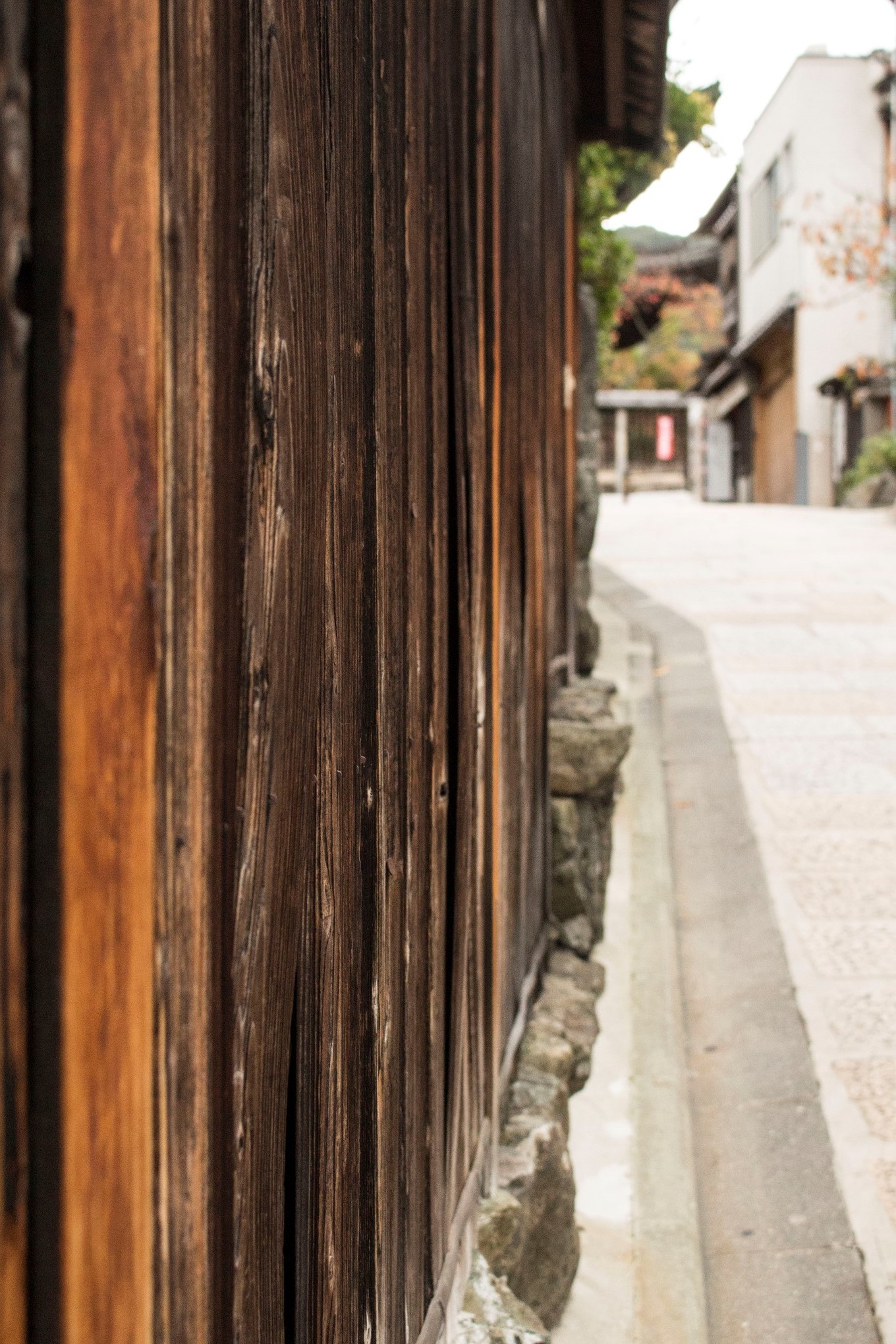 日本物语落樱下的邂逅,浪漫的日本物语