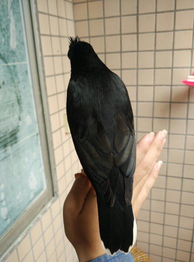 天下一场梦八哥训练第四集,八哥学话告诉我们道理是什么