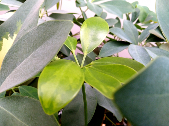 华为千元机畅享7s,华为畅享7p值得买吗