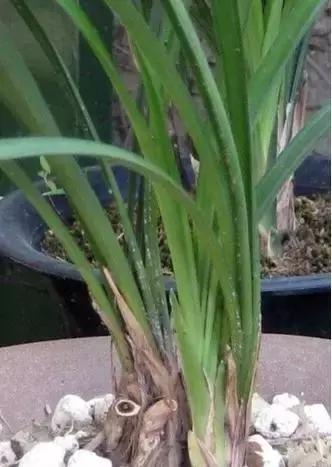 可以用驱蚊剂喷花吗,灭蚊喷雾剂可以喷花草吗