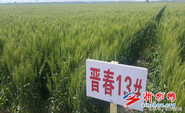 忻州市政协座谈会,忻州市政协调研