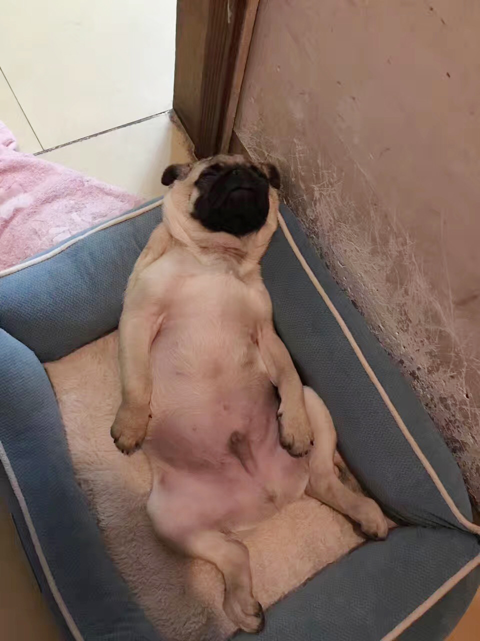 家有傻狗乐趣多,家有傻狗铲屎官的乐趣