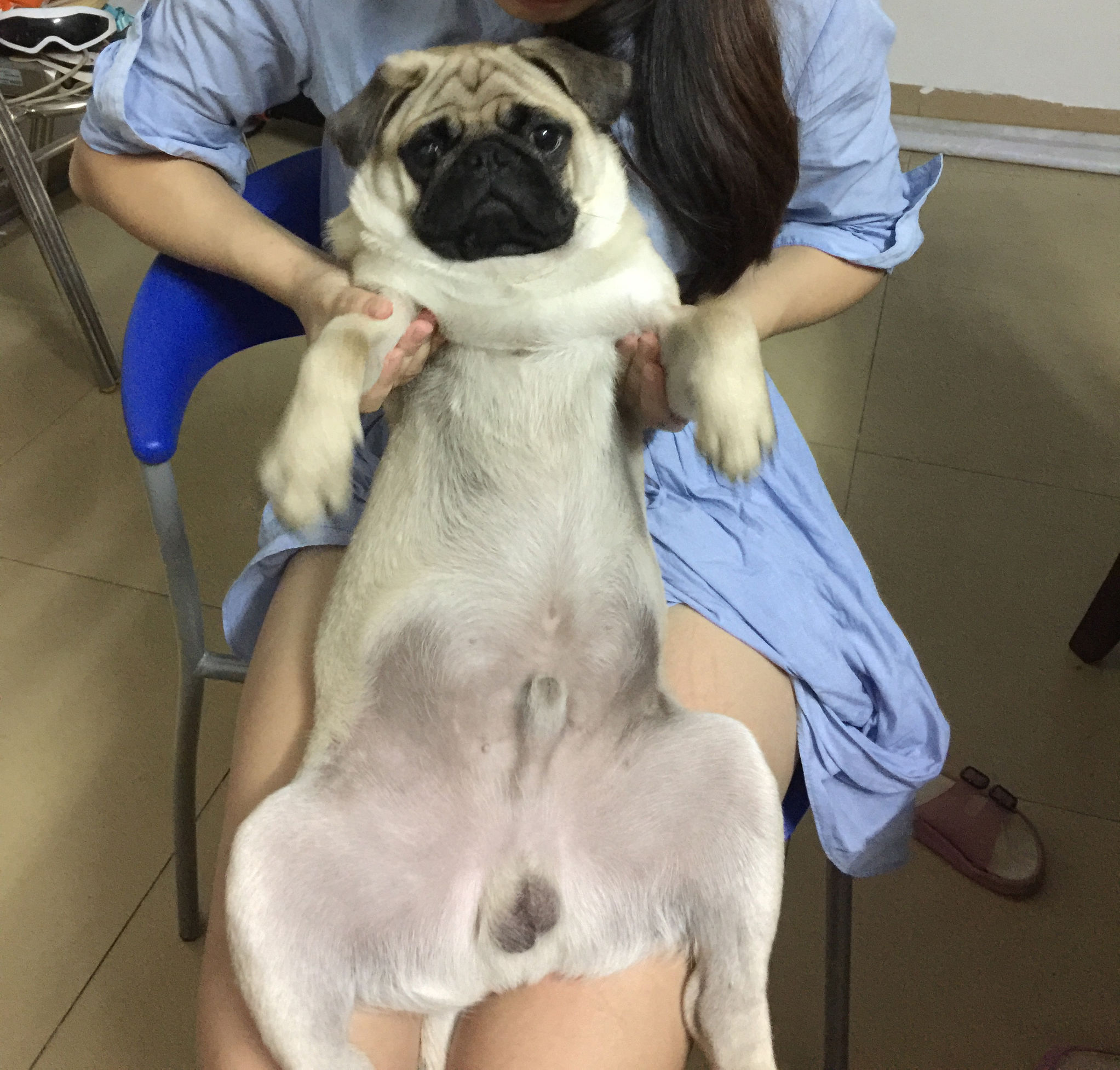 家有傻狗乐趣多,家有傻狗铲屎官的乐趣