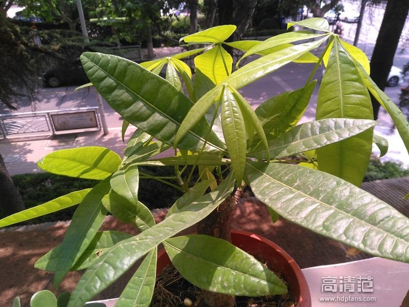 小辣椒4a手机怎么样,红辣椒4a最新测评