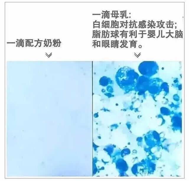 奶粉能代替纯奶吗,奶粉能代替蛋白质吗