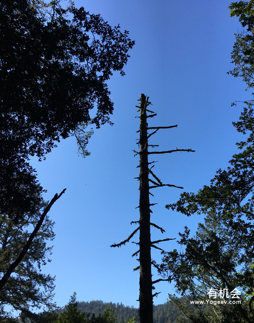 现实中的魔法森林,魔法森林教学课件