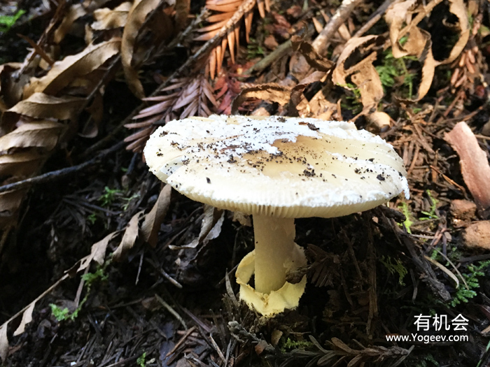 现实中的魔法森林,魔法森林教学课件