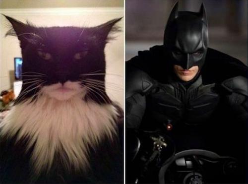 猫最像人的照片,和猫撞脸的人