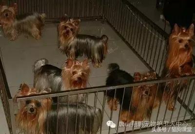 犬种解析,犬种品种介绍