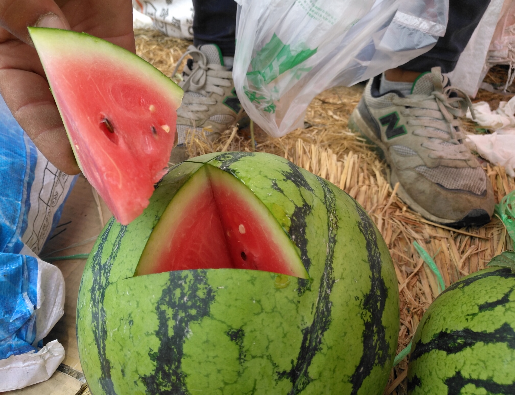 西瓜滞销行情,今年西瓜大概什么时候能便宜