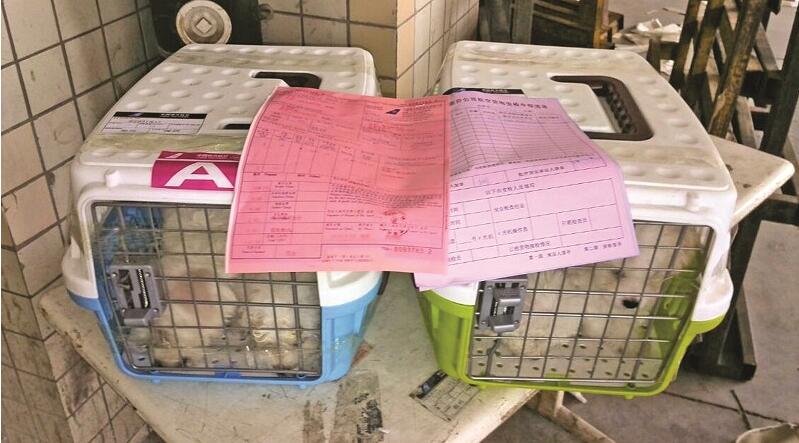 鏃犻敗鏈哄満瀹犵墿鎵樿繍,鏃犻敗鏈哄満绌鸿繍瀹犵墿