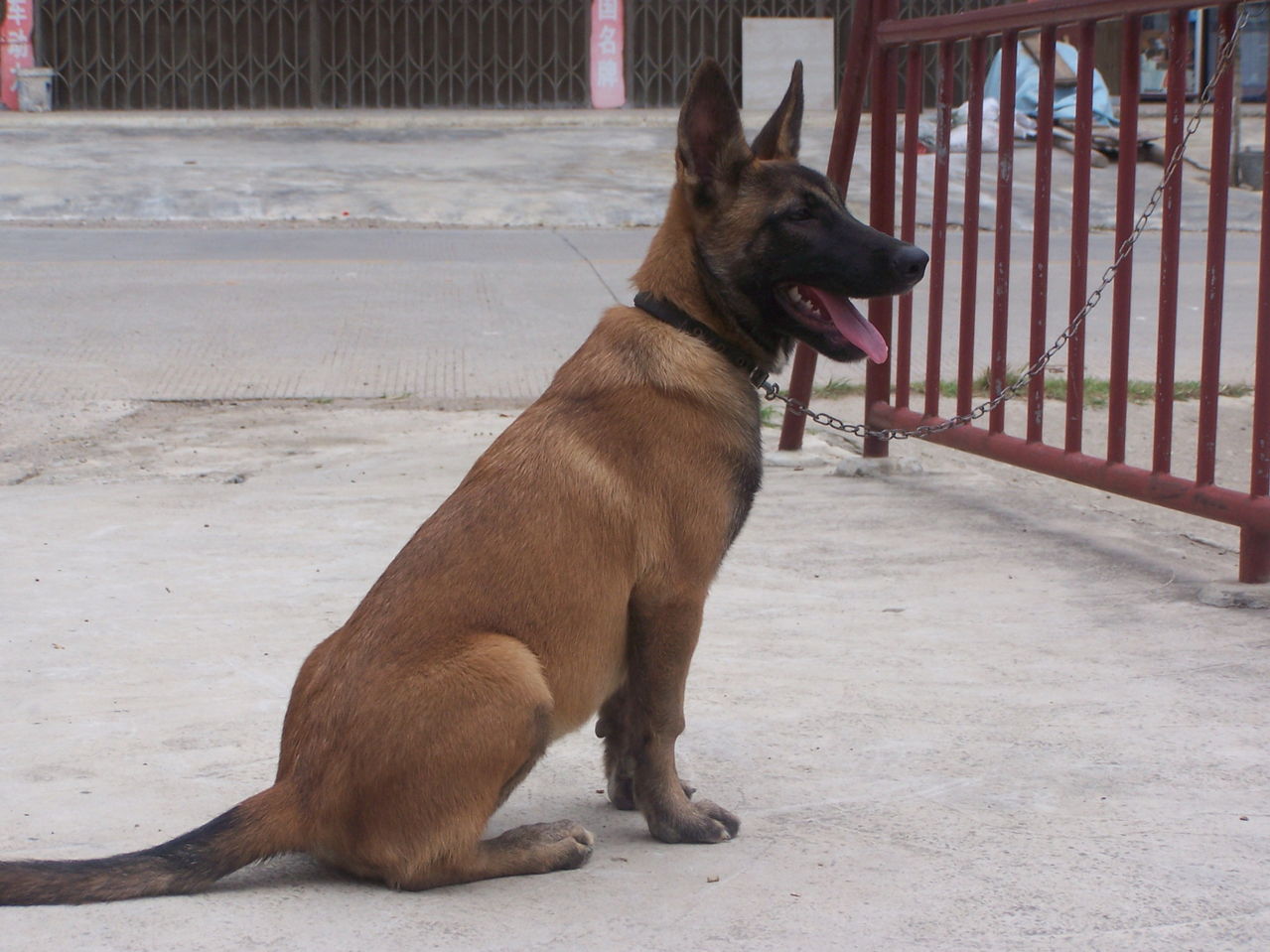 马犬幼犬1-3个月怎么喂养,马犬一个月幼犬怎么喂养