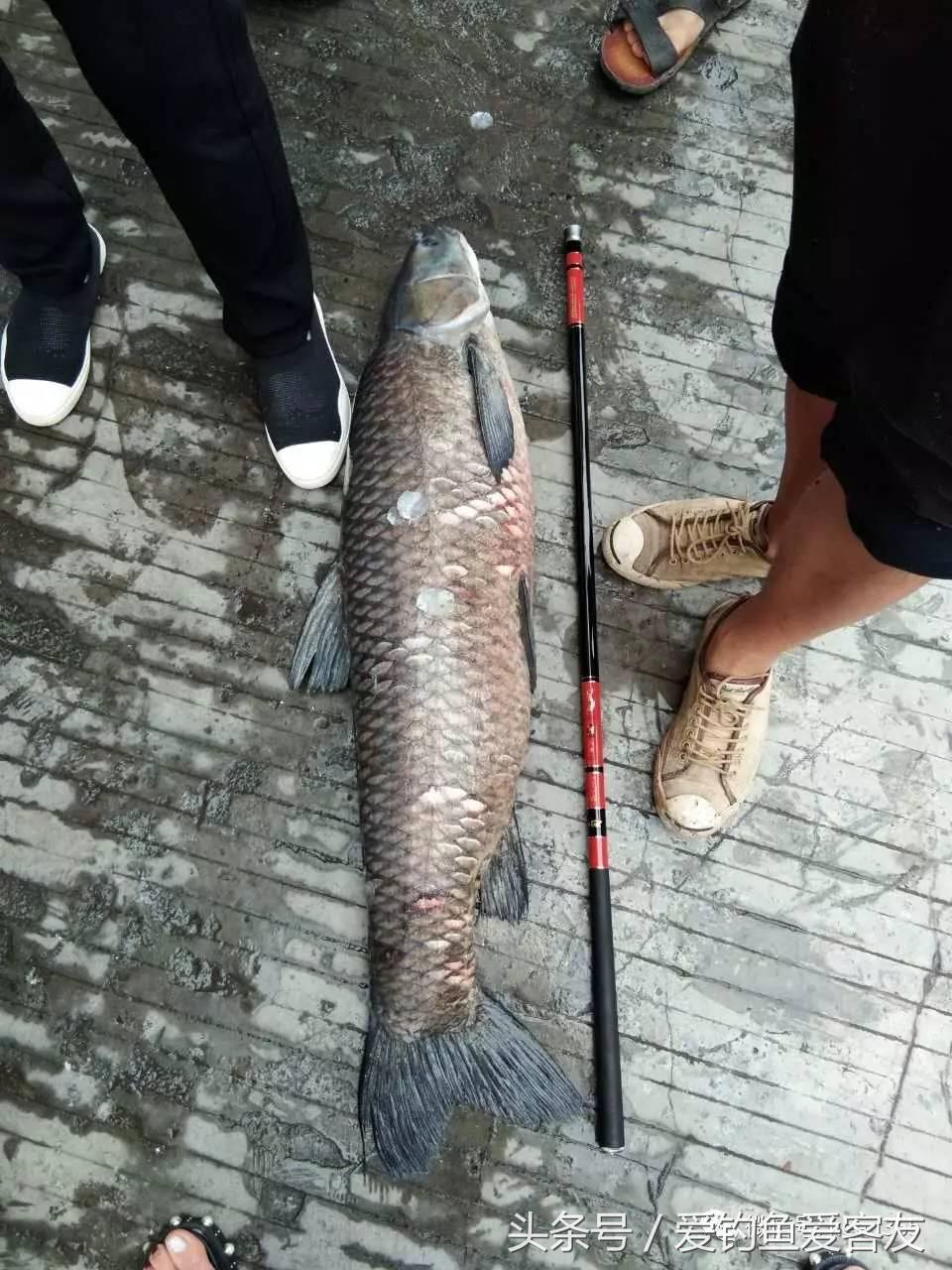 30斤老乌青上岸记