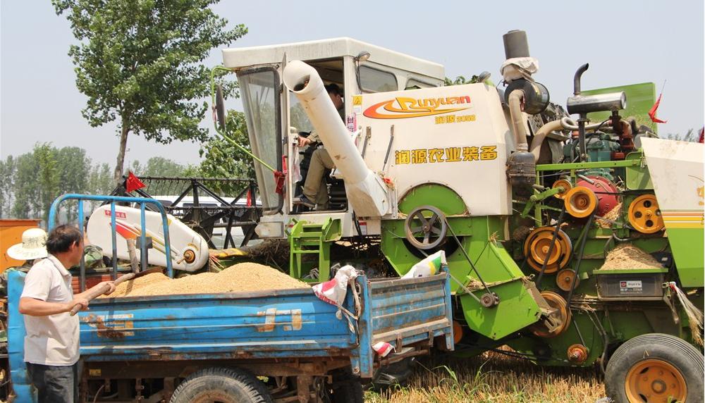 纵横田间，麦收不将就，这款山东“壮汉”收割机就是猛