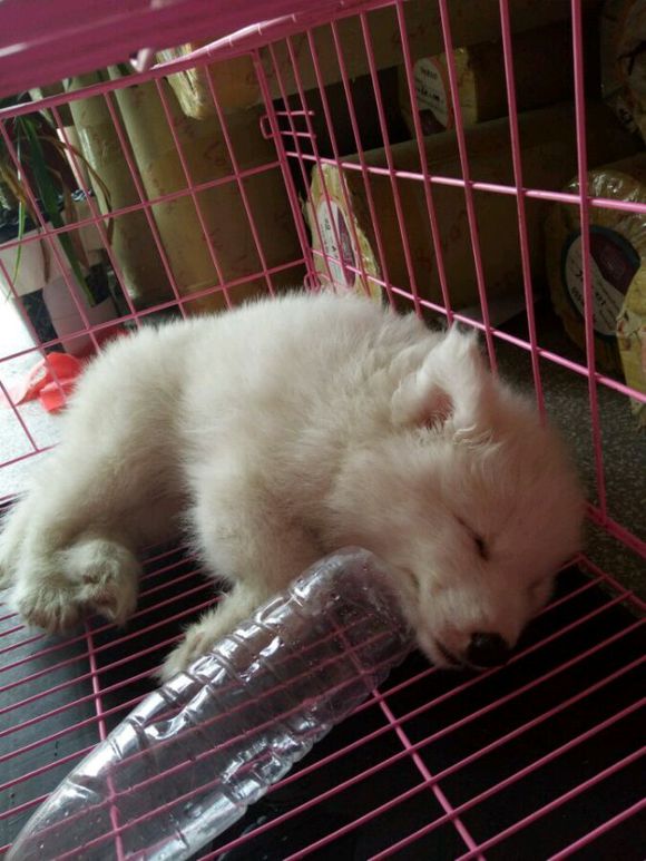 刚到家的萨摩耶活泼正常嘛,萨摩耶无精打采拉稀还不吃东西