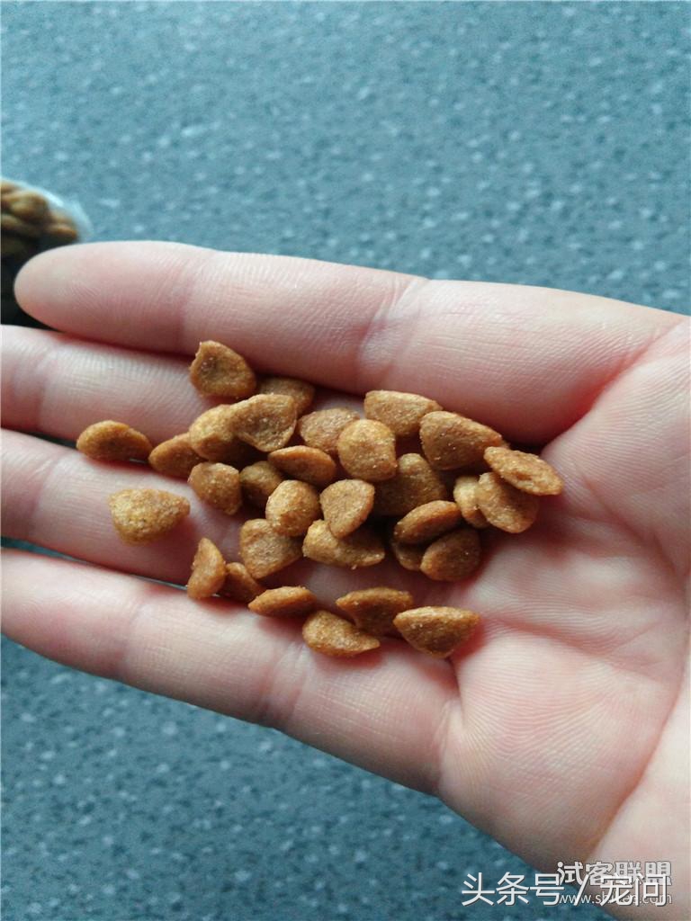 狗贩子让喂20粒狗粮怎么办,为什么卖家说狗只能吃一点点狗粮