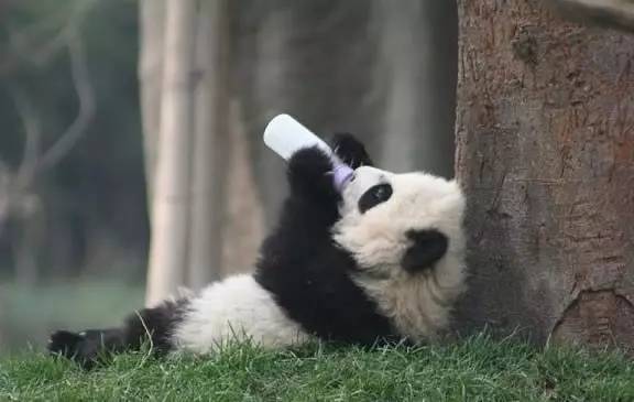 关于配方奶粉那些事儿,关于配方奶粉的那些事儿