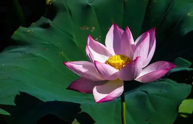 金华十大赏花景点排名,金华荷花景点大全