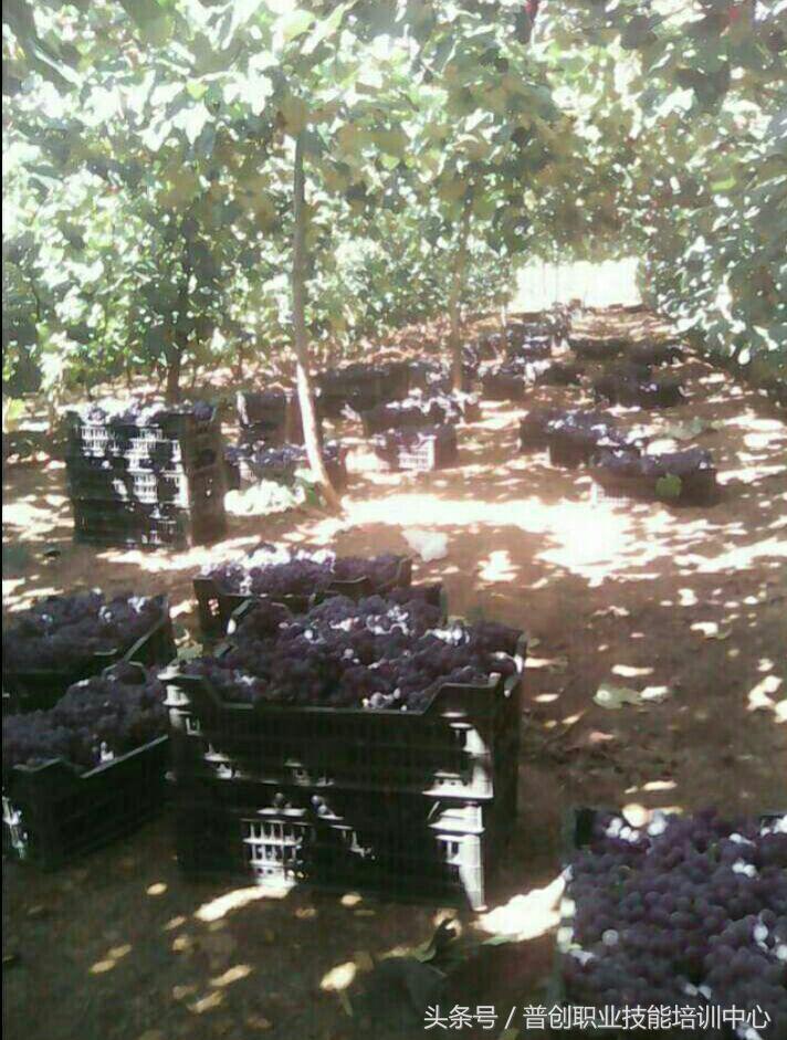 葡萄种植管理技术唐老师,如何管理葡萄才能高产的技术