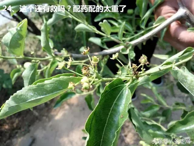 冬枣管理技术及答案,冬枣管理问题解答186期