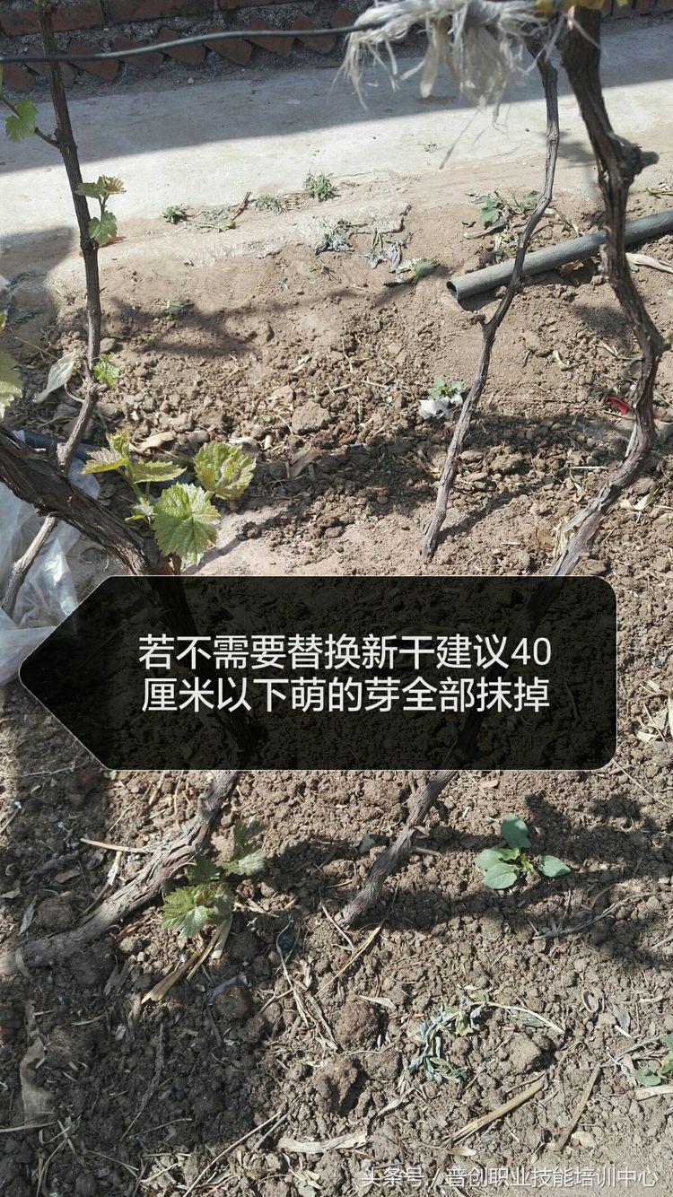 葡萄种植管理技术唐老师,如何管理葡萄才能高产的技术