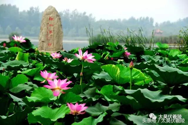 淮阳龙湖风景区荷花节,淮阳龙湖风景区荷花盛开时期