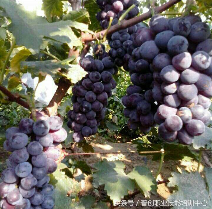 葡萄种植管理技术唐老师,如何管理葡萄才能高产的技术