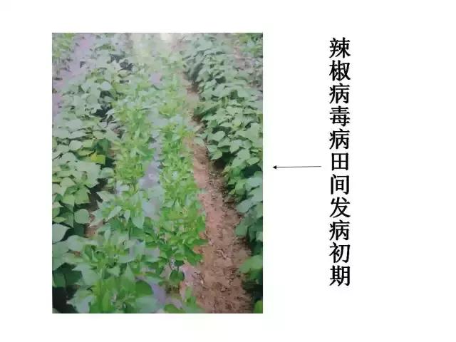 辣椒卷叶病虫害图谱及防治方案,辣椒病虫害大全