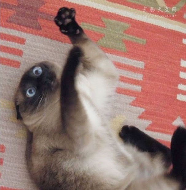 当猫碰到猫薄荷搞笑视频,猫咪遇到猫薄荷