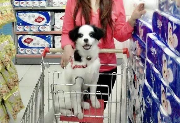 千万不要买市场上的狗,网上买狗买家秀